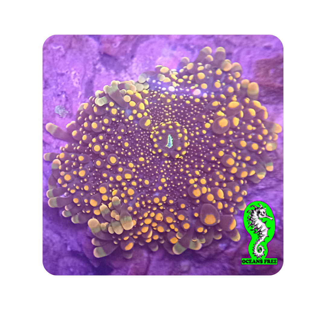 Diseño sin título (59)